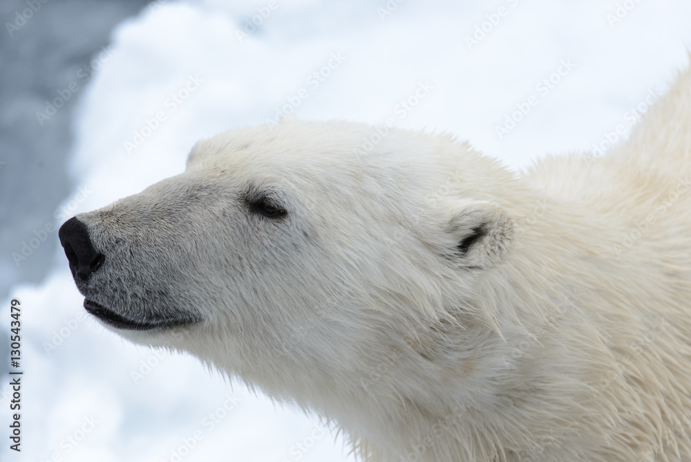 Naklejka Polar bear