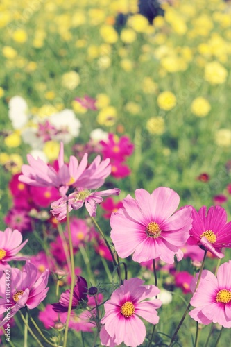 Cosmos flowers at beautiful in the garden.