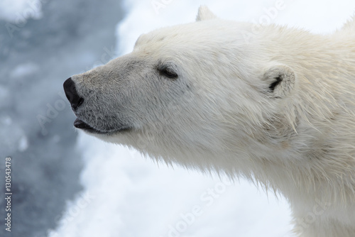 Polar bear © Alexey Seafarer