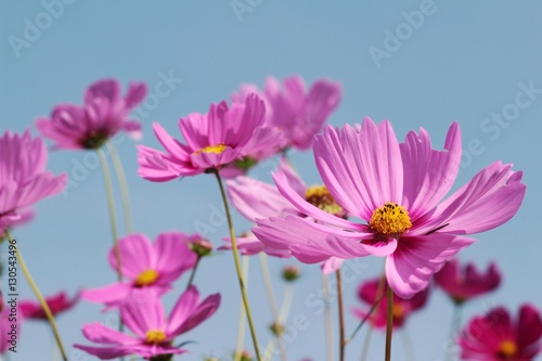 Cosmos flowers at beautiful in the garden.