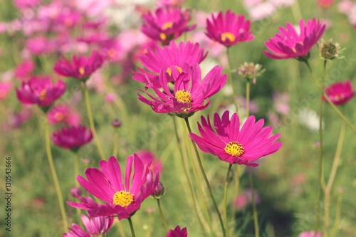 Cosmos flowers at beautiful in the garden.