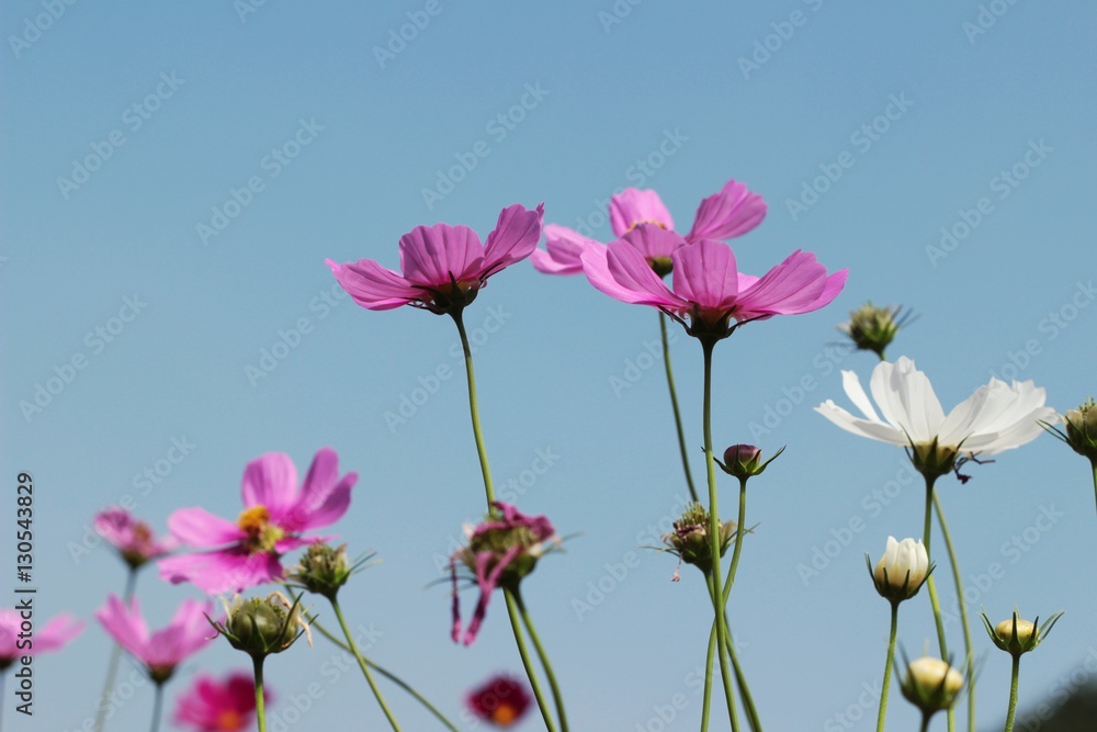 Cosmos flowers at beautiful in the garden. Cosmos flowers at beautiful in the garden.