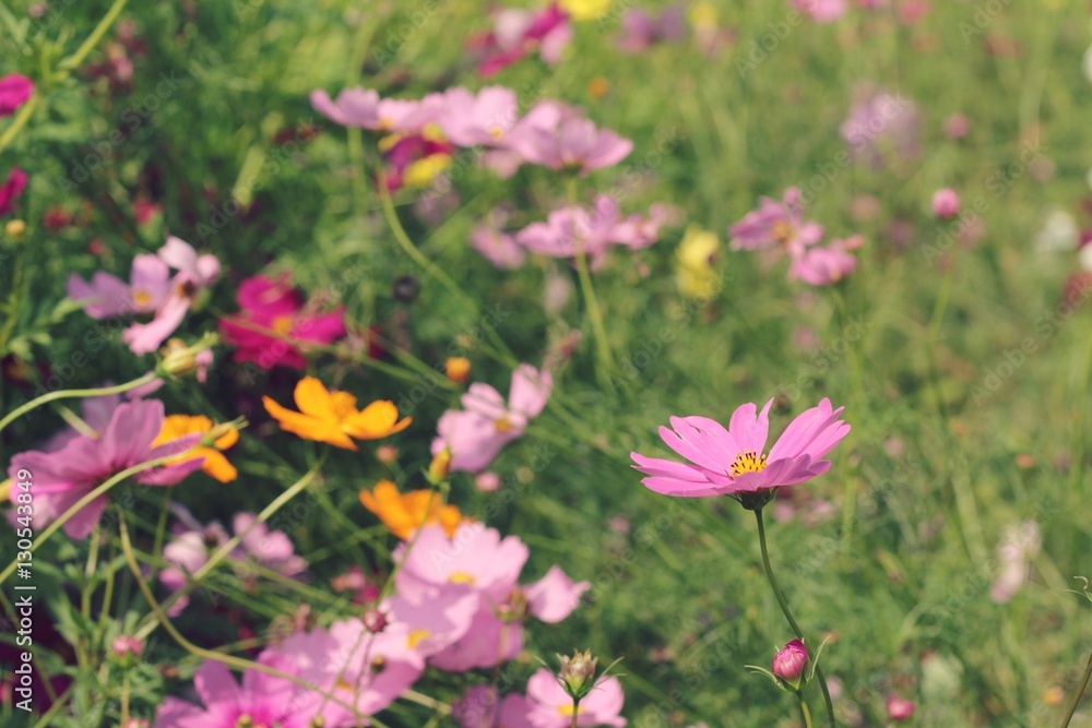 Cosmos flowers at beautiful in the garden. Cosmos flowers at beautiful in the garden.