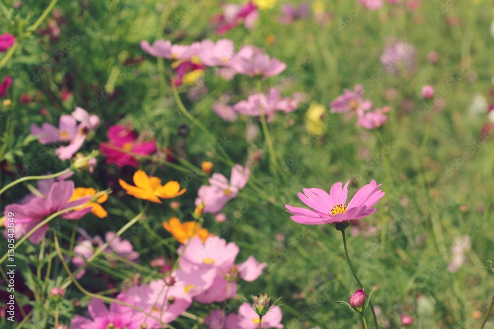 Cosmos flowers at beautiful in the garden.