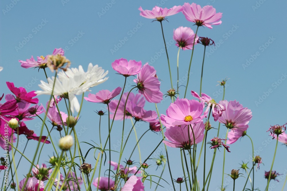 Cosmos flowers at beautiful in the garden. Cosmos flowers at beautiful in the garden.