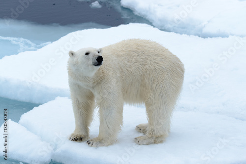 Polar bear