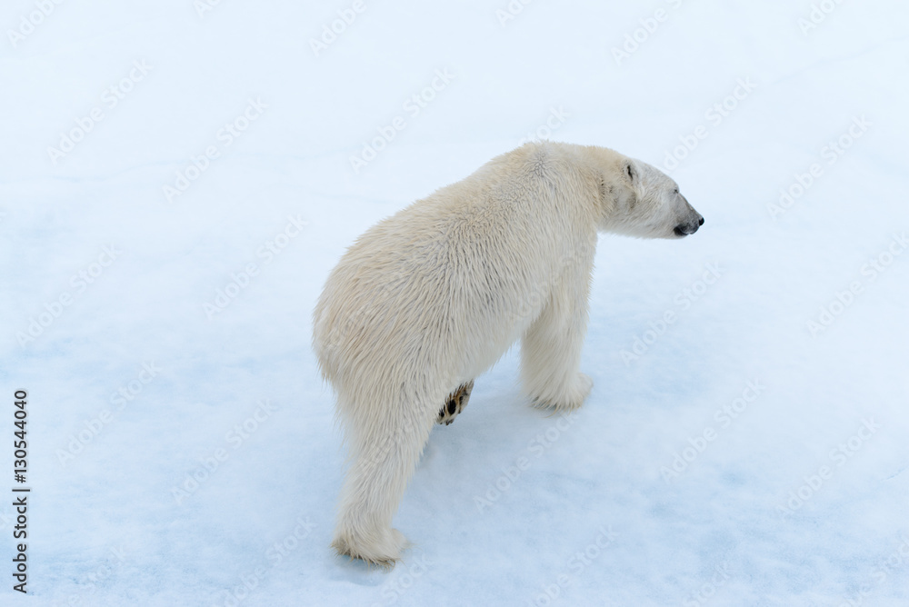Fototapeta premium Polar bear