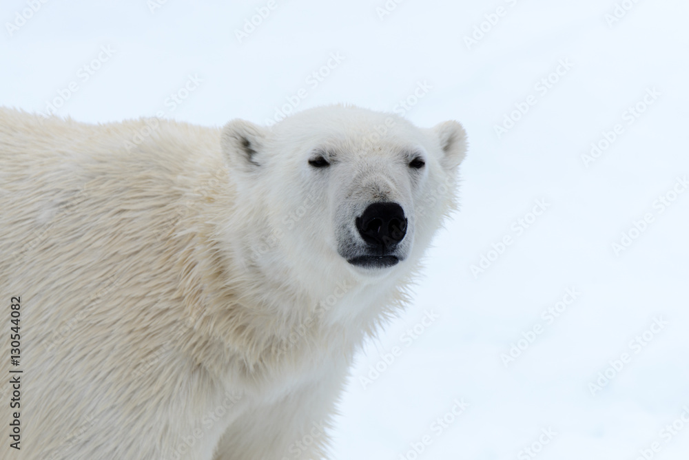 Polar bear Polar bear