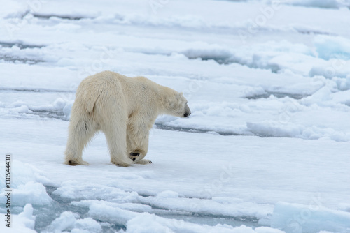 Polar bear