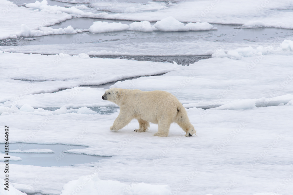 Polar bear Polar bear