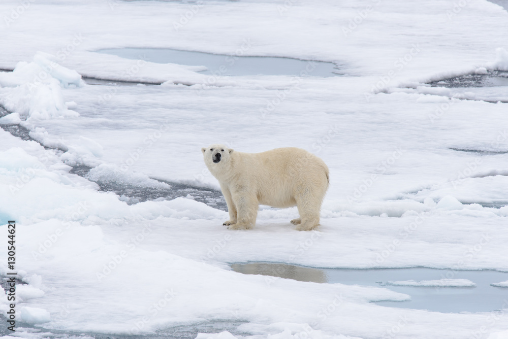 Polar bear Polar bear
