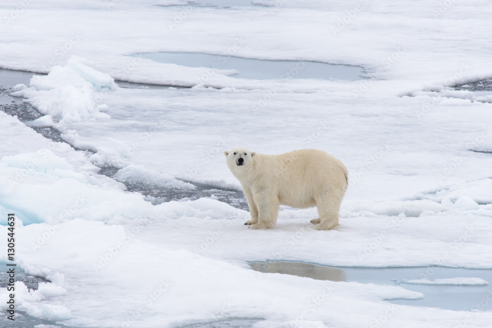 Polar bear Polar bear