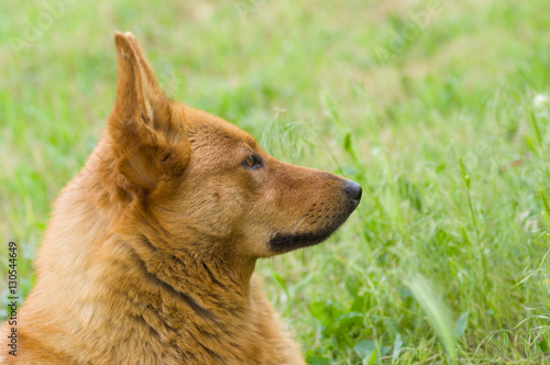 Outdoor portrait (side view) of cute mixed breed dog in spring grass