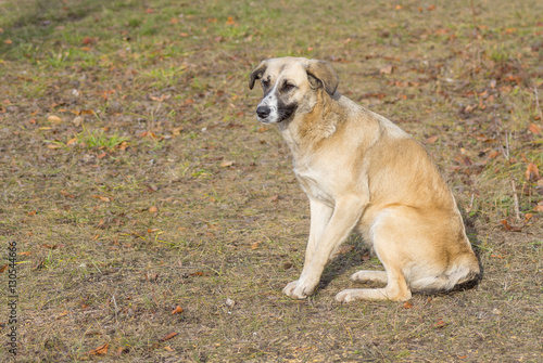 Sad stray dog sitting on a dry grass