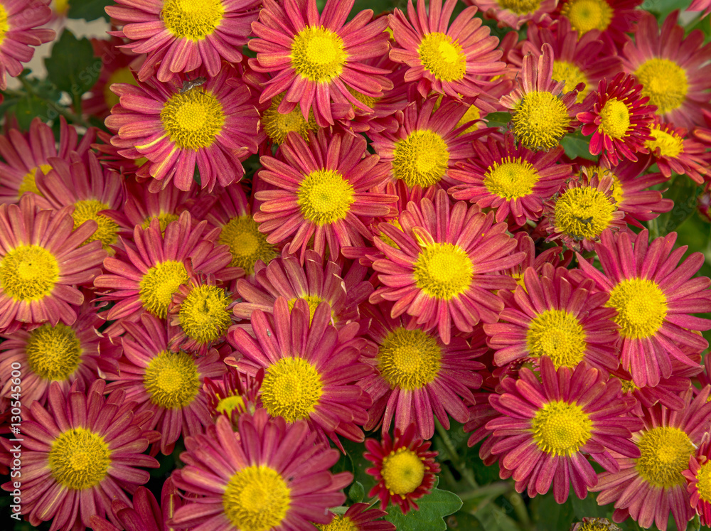 Colorful bright pink yellow flowers in cluster. Colorful bright pink yellow flowers in cluster.