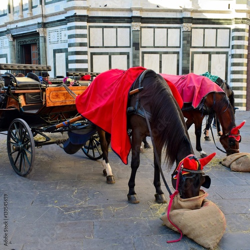 Cavalli da carrozza con coperta rossa che mangiano nel sacco in Piazza del Duomo a Firenze