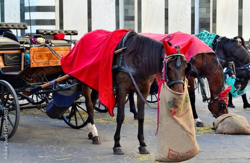 Cavalli da carrozza con coperta rossa che mangiano nel sacco di juta in Piazza del Duomo a Firenze