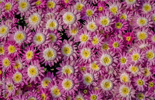 Pink white flowers in bunch with lovely floral pattern.
