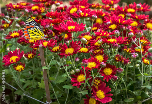 A butterfly on bright red yellow flowers.