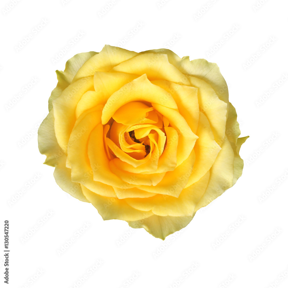 Rose jaune Rose jaune