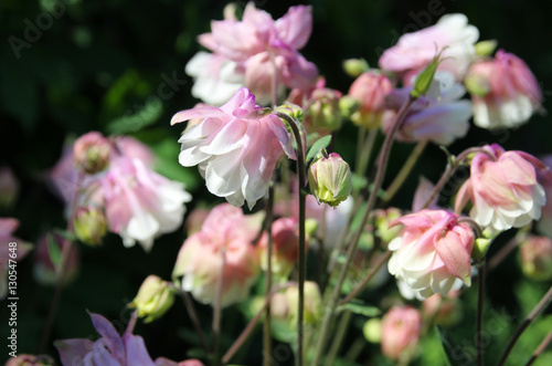 White-pink Aquilegia in the summer garden.  