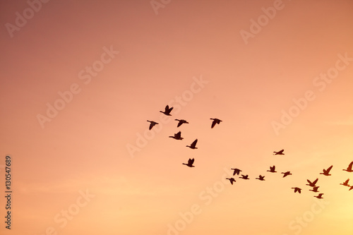 Flock of geese - on colorful pink, red, violet sunset sky.
