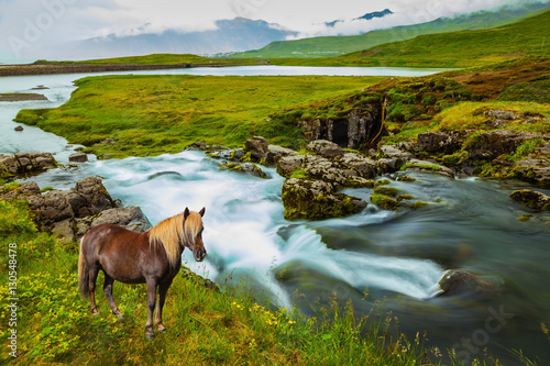  On the shore of waterfall horse grazing