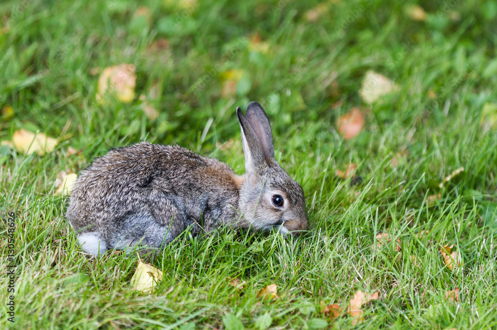 Fototapeta premium kleines Wildkaninchen auf Wiese