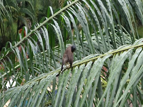 myna on a palm tree