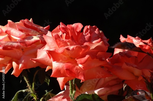 The roses in garden Alhambra. Granada, Spain