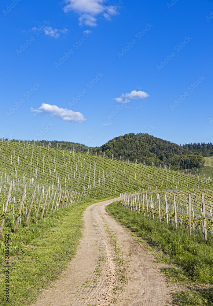 Curved path through vineyard landscape