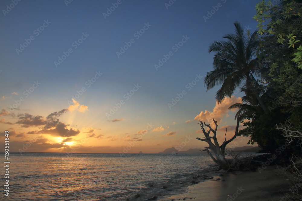 Coconut tree at the sunset - Pointe Borgnèse - Martinique - FWI