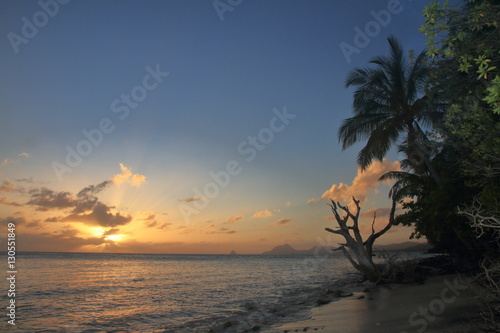 Fototapeta Naklejka Na Ścianę i Meble -  Coconut tree at the sunset - Pointe Borgnèse - Martinique - FWI