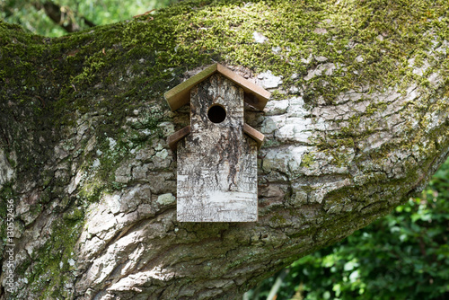 wooden bird house on huge moss covered branch