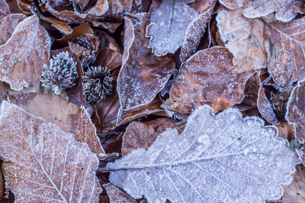 winter frost leaves On the forest floor Nature  details