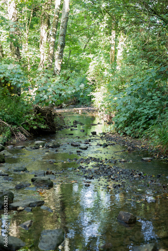 Beautiful shallow river dotted with rocks through woodland trees