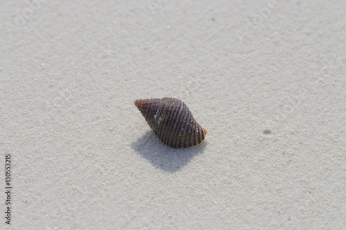 Shell on a white coral sand.