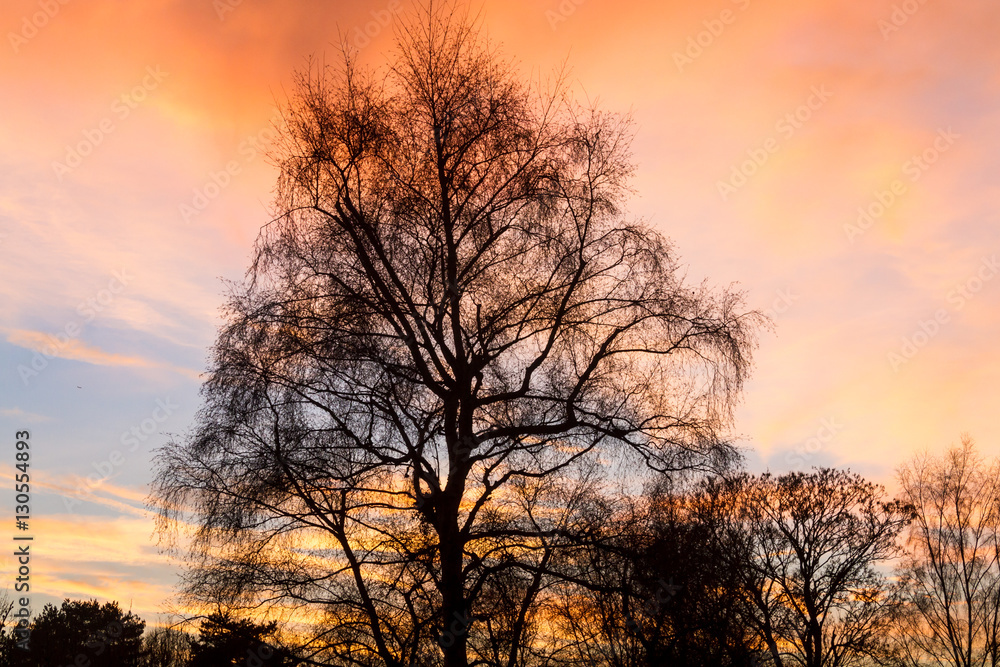 Silhouetted tree at sunset
