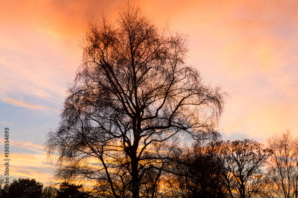 Naklejka premium Silhouetted tree at sunset