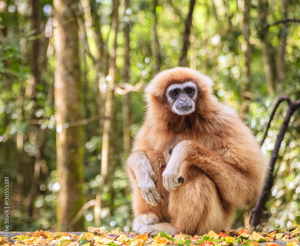 Fototapeta premium Lar Gibbon
