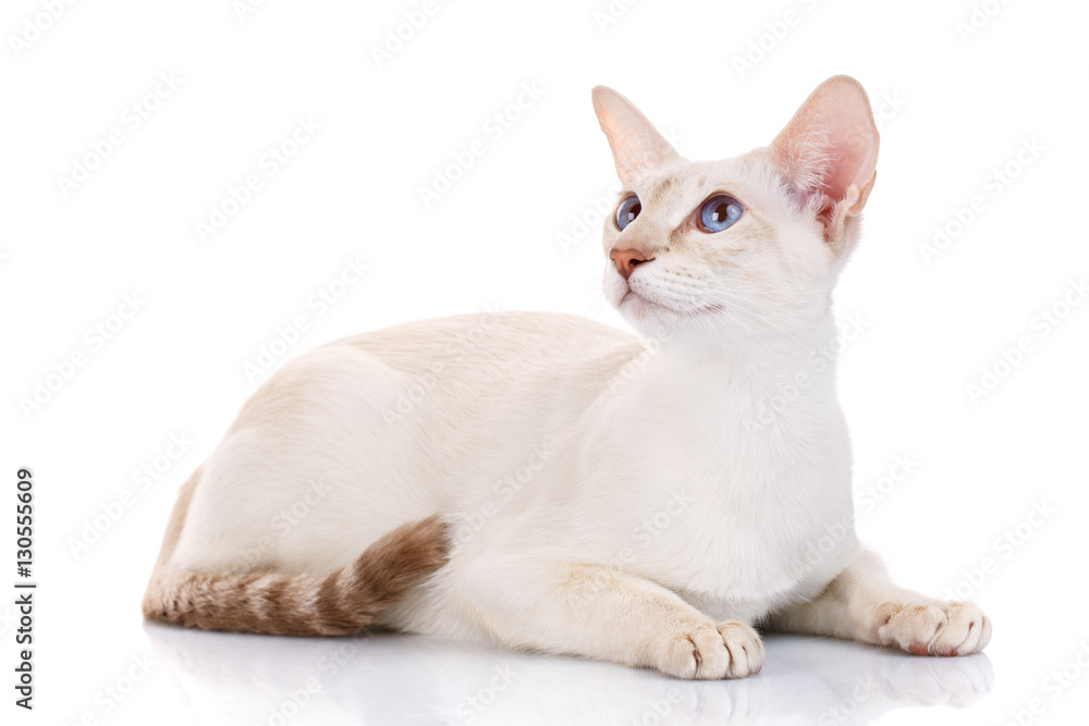 white cat with big ears and blue eyes lying , isolated