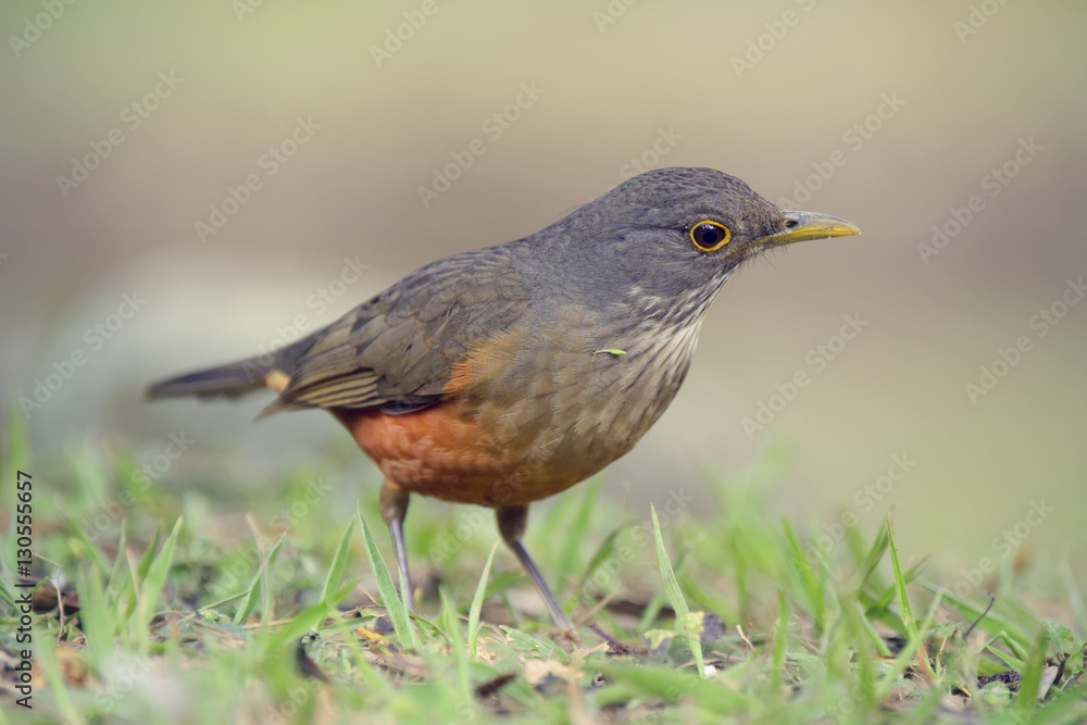 Rufous-bellied thrush, bird symbol of Brazil Rufous-bellied thrush, bird symbol of Brazil