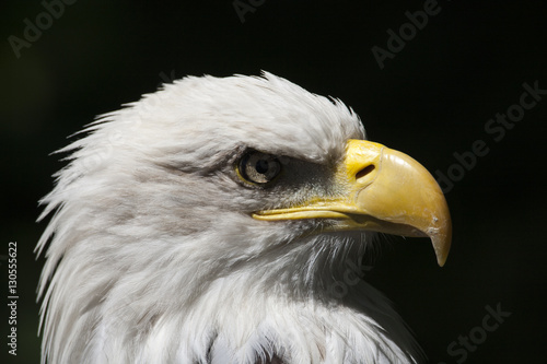 Aguila calva