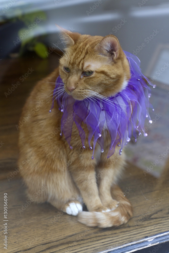Naklejka premium Orange Cat and Purple Sequins