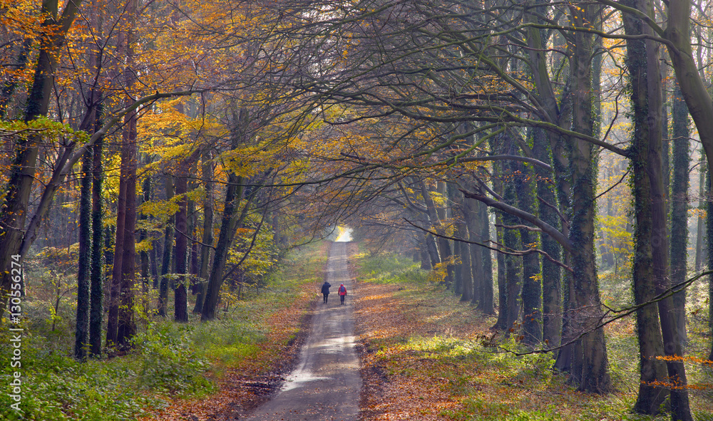 Naklejka premium Beech trees in Autumn Woodland Holkham Norfolk