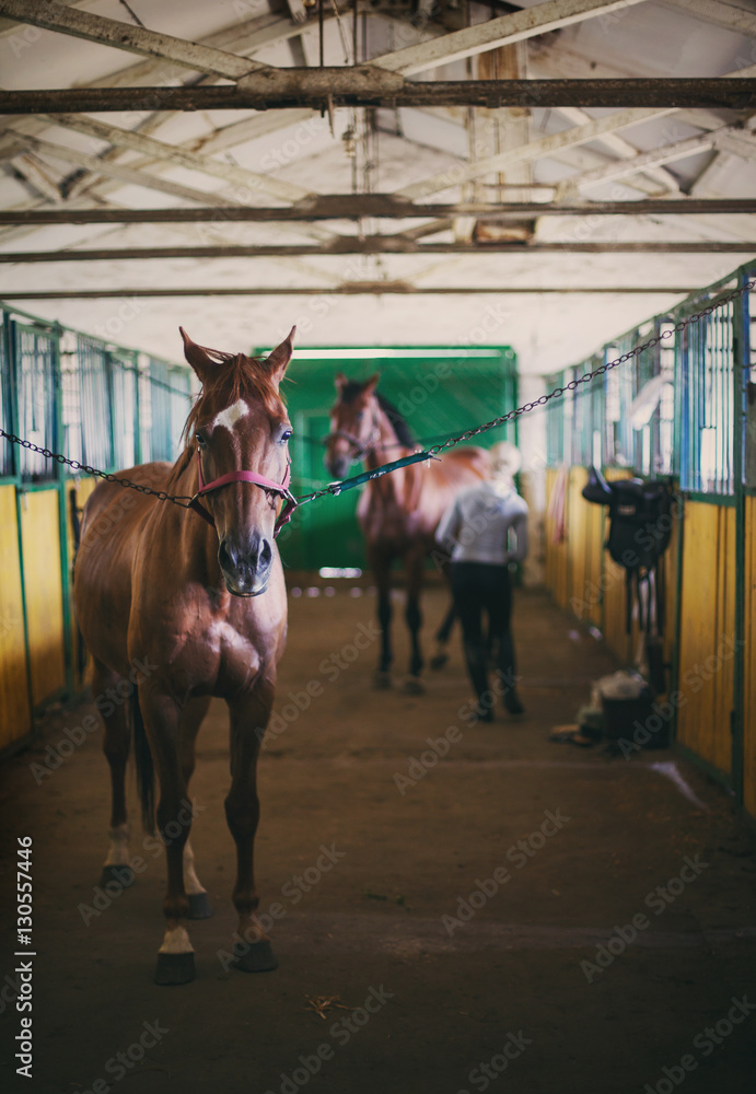 Fototapeta premium horse in the stables preparing for races