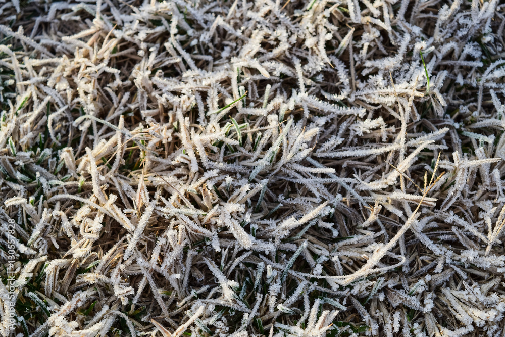 Background of frosted grass. Frost on the grass Background of frosted grass. Frost on the grass
