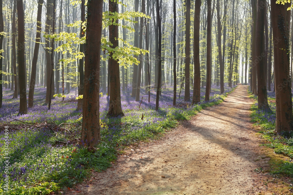 Obraz premium hiking path in spring flowering forest