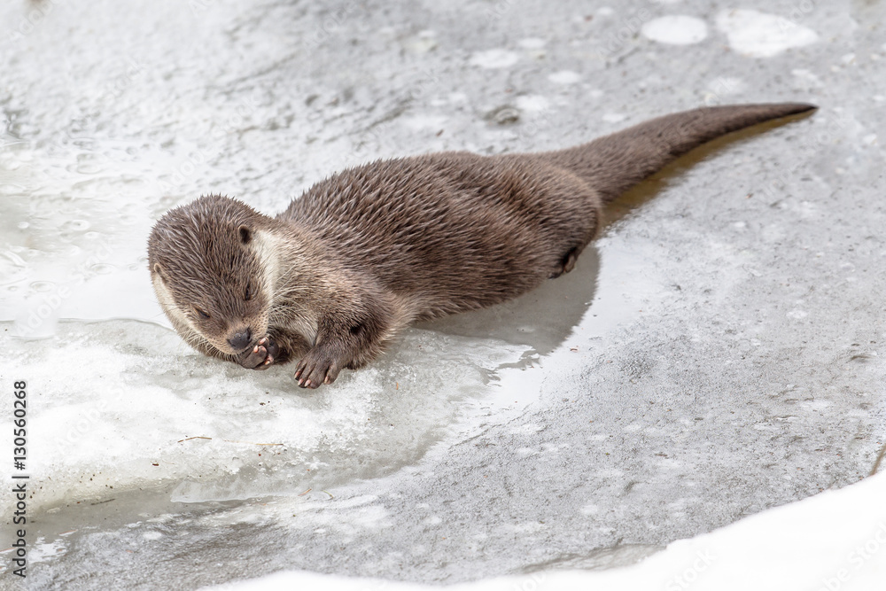 Obraz premium Otter resting on ice
