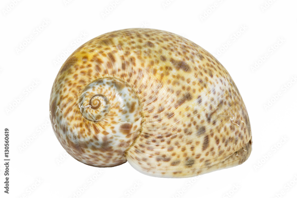 Single  sea shell  of marine snail isolated on white  background